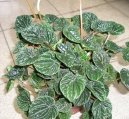 Peperomia