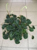 Peperomia