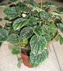 Peperomia