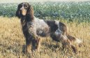 Picardy Spaniel