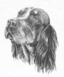 Picardy Spaniel