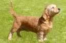 Basset fauve de Bretagne, Fawn Brittany Basset