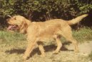 Griffon fauve de Bretagne, Fawn Brittany Griffon