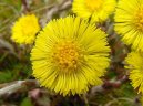 Tussilago farfara L