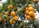 Citrus aurantium