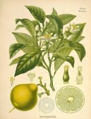 Citrus aurantium