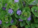 Glechoma hederacea L