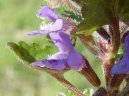 Glechoma hederacea L