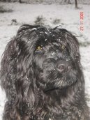 Cao de agua Portugus, Portuguese Water Dog