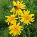 Arnica montana