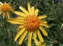 Arnica montana