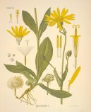 Arnica montana