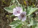 Althaea officinalis