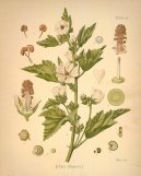 Althaea officinalis