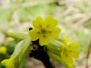 Primula veris L\.