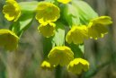 Primula veris L\.