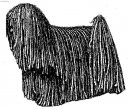 Hungarian Puli