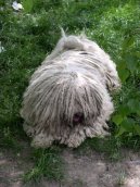 Hungarian Puli