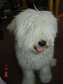 Hungarian Puli