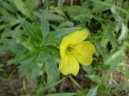 Oenothera biennis