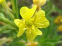 Oenothera biennis