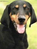 Brandlbracke  Vierugl, Austrian Black and Tan Hound