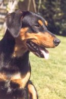 Oesterreichischer Kurzhaariger Pinscher