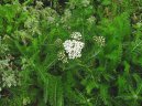 Achillea millefolium