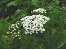 Achillea millefolium