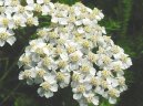 Achillea millefolium