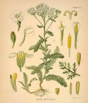 Achillea millefolium