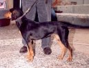 Hellinikos Ichnilatis, Hellenic Hound, Greek Harehound