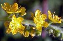 Agrimonia eupatoria