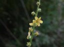 Agrimonia eupatoria