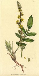 Agrimonia eupatoria