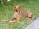 Rhodsk ridgeback, Rhodzsk ridgeback