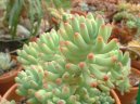 Sedum