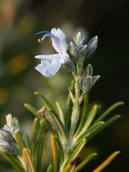 Rosmarinus officinalis