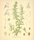 Rosmarinus officinalis