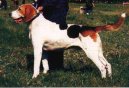 Russkaja Pegaja Gonaja, Russian Harlequin Hound