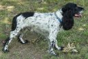 Russkij Ochotniij Spaniel, Russian Spaniel