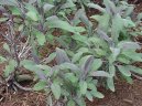 Salvia officinalis