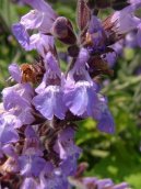 Salvia officinalis