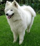 Samoyed \\\\\(Dog standard\\\\\)