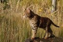 Savannah of Bengal Cats