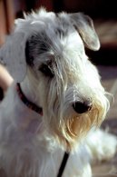 Sealyham Terrier