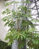 Schefflera