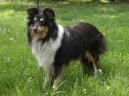 Shetland Sheepdog