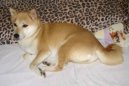 Shiba Inu