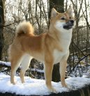 Shiba inu \\\\\(Dog standard\\\\\)